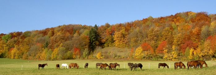 Heuüberschuss für Reitbetriebe