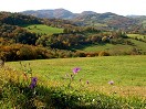 Wiesenrand mit Gföhlberg 