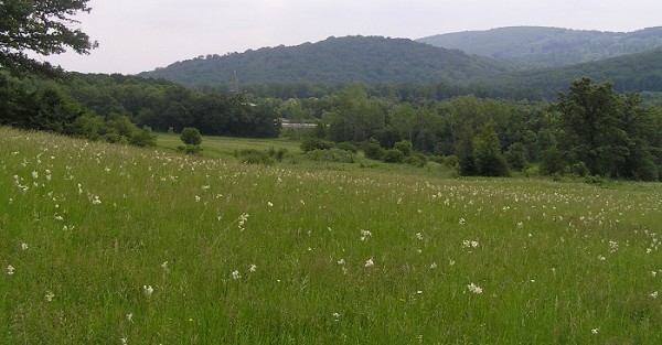 wechseltrockene Trespenwiese