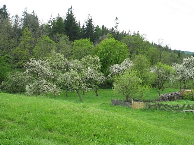 saftige Wiesen im Schöpflland