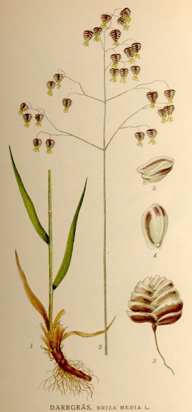 gemeines Zittergras