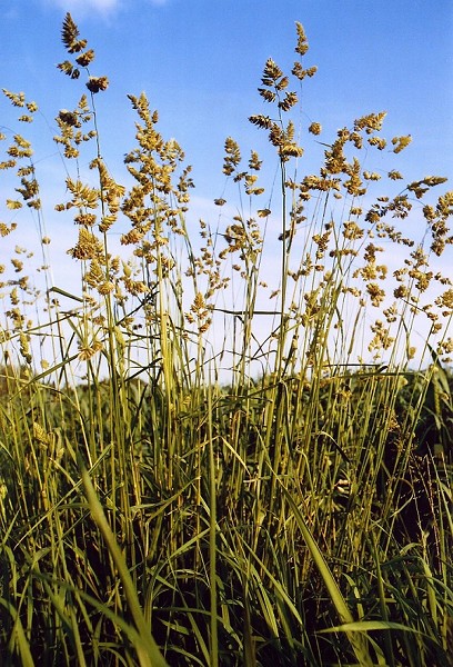 gewöhnliches Knäuelgras