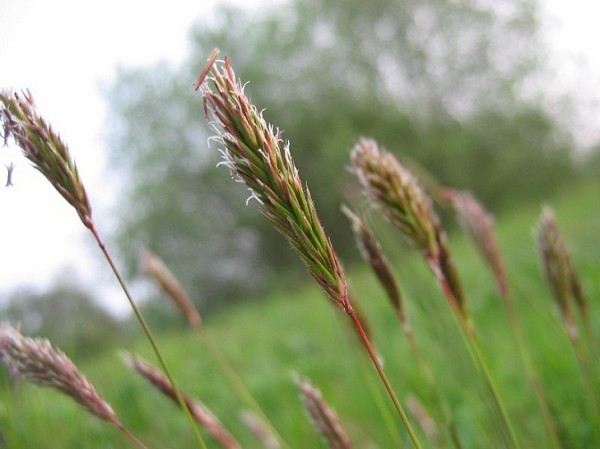 gewöhnliches Ruchgras