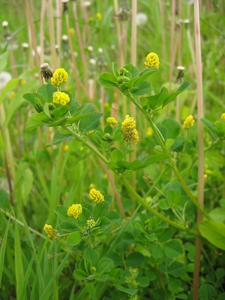 Hopfenklee