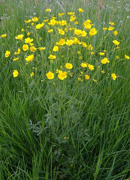 Scharfer Hahnenfuß