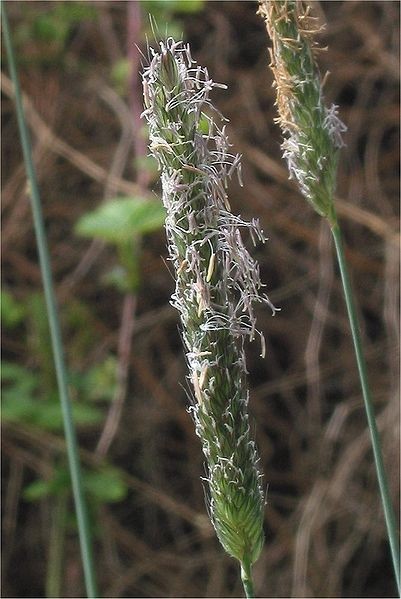 Wiesen Fuchsschwanz Blüte