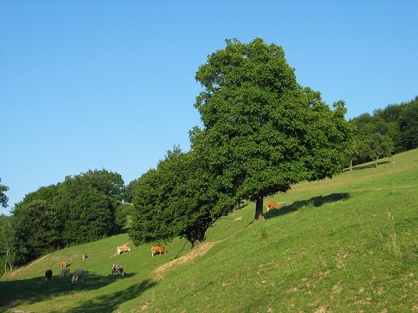 Landschaft Laaben