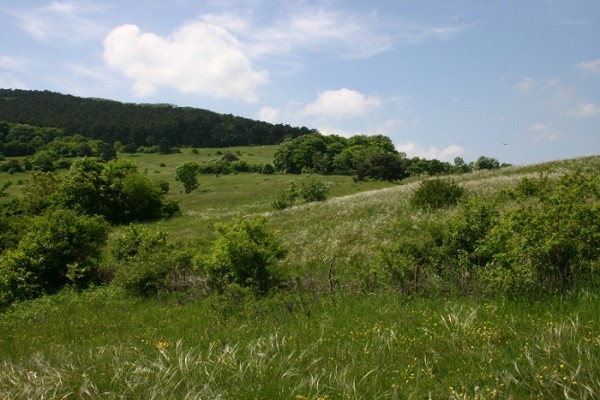 Perchtoldsdorfer Heide, Foto: Drozdowski